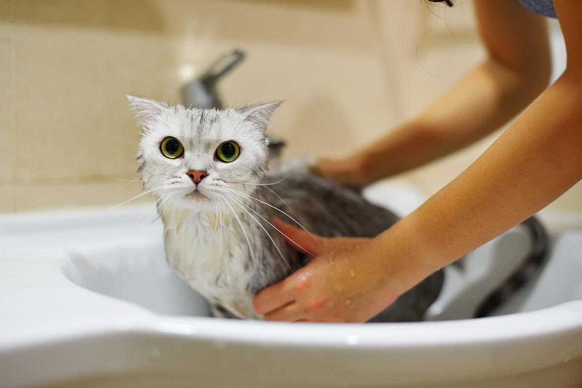 两个月的猫猫能洗澡吗？2个月的猫能洗澡嘛？