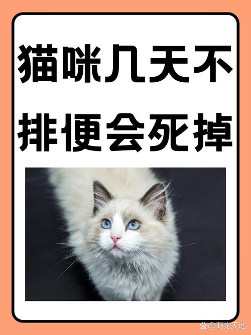 小猫突然三天没大便,猫咪3天没有拉屎排便怎么办