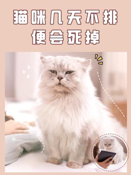 猫咪不拉屎怎么办?