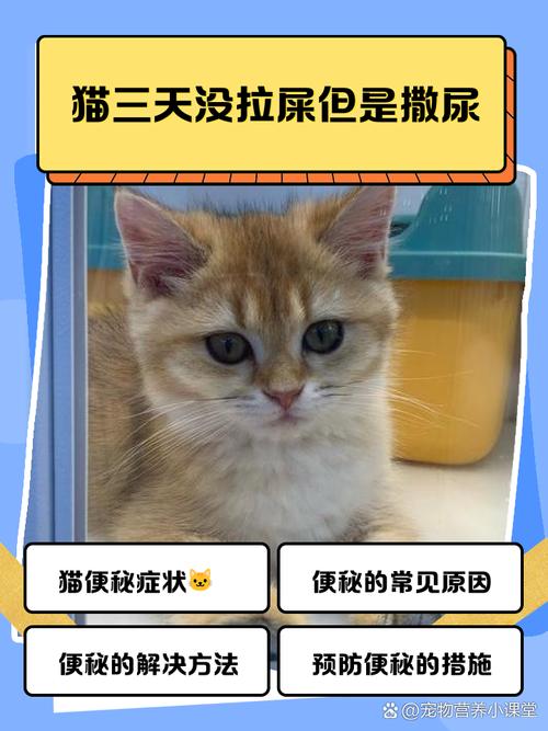 猫咪不拉屎怎么办