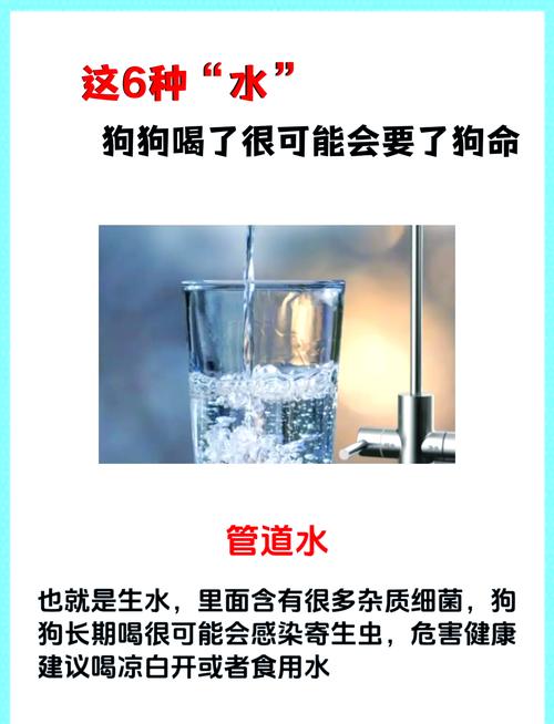 狗狗可以喝醋水吗