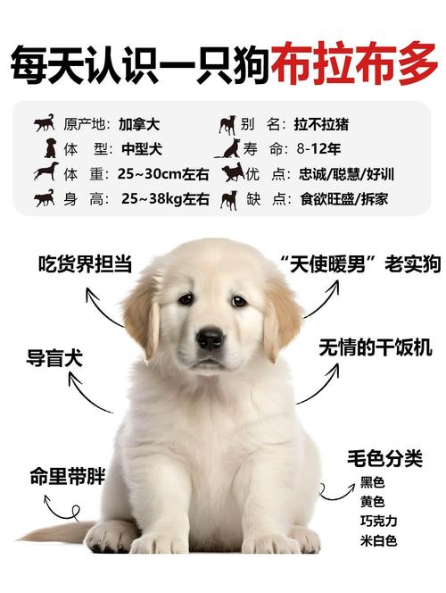 (纯)拉布拉多犬大概多少钱一只?