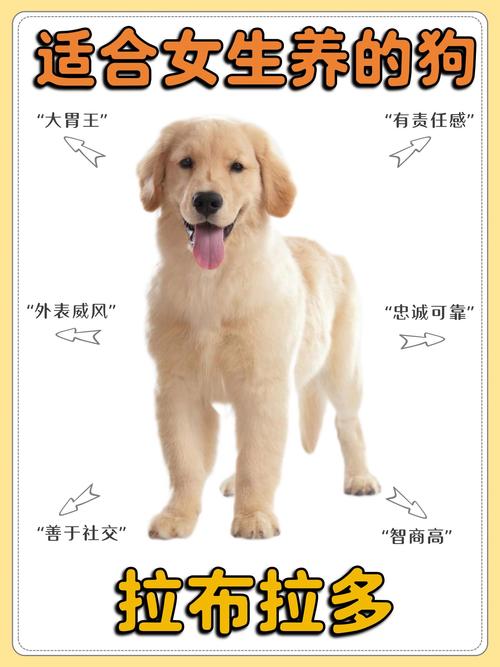 纯种的拉布拉多大概多少钱,赛级是什么?