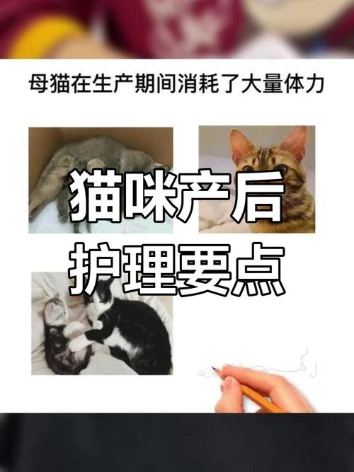 可以给哺乳期的猫洗澡吗