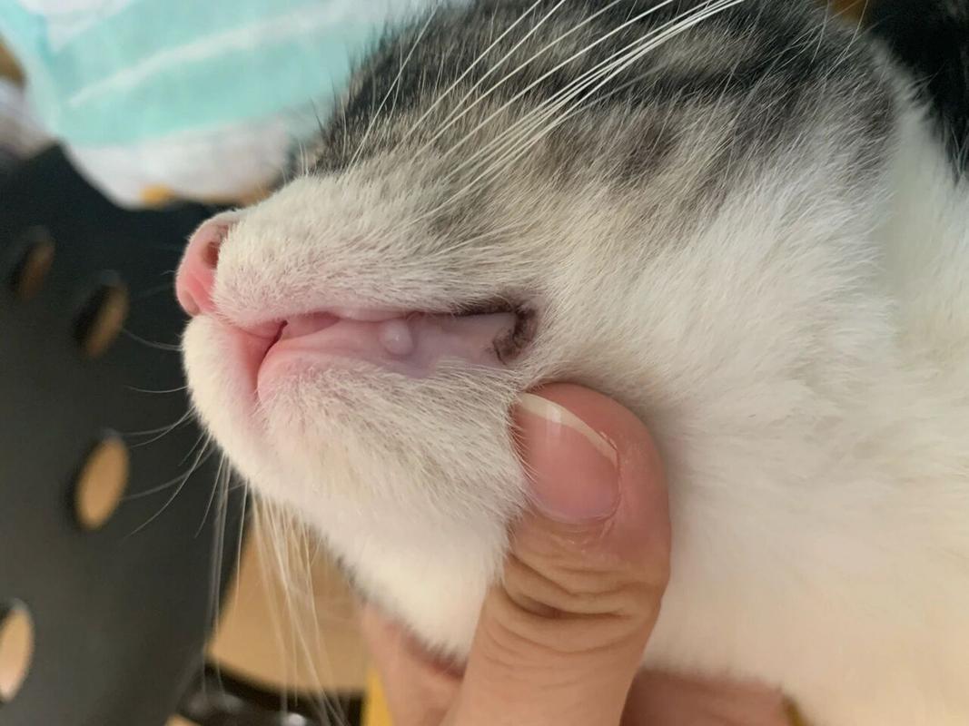 猫咪口腔上颚有块黑色，猫咪口腔上颚有块黑色的东西？