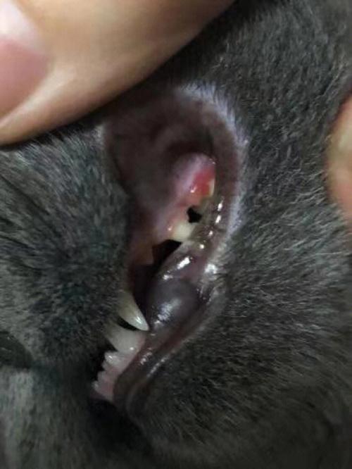 猫咪口腔上颚有块黑色
