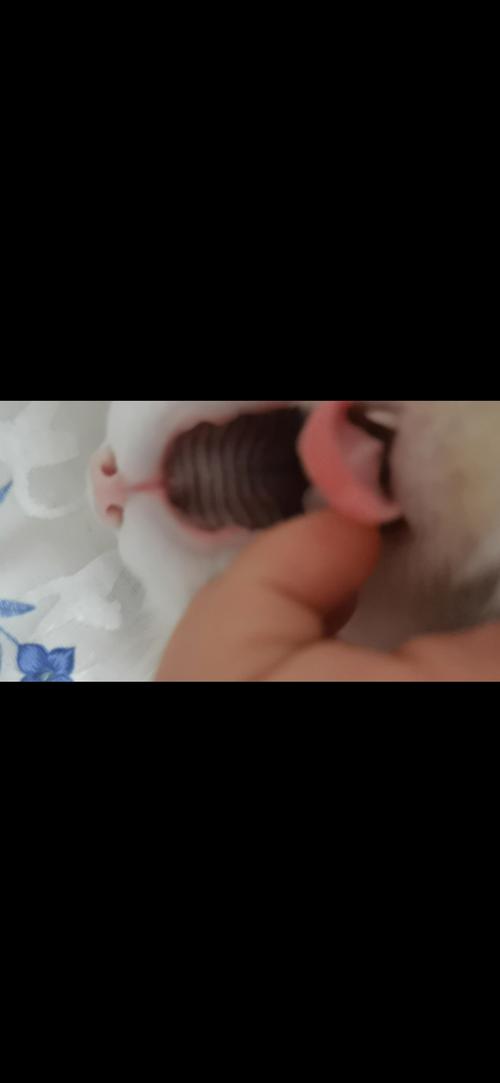 猫咪口腔上颚有块黑色怎么回事