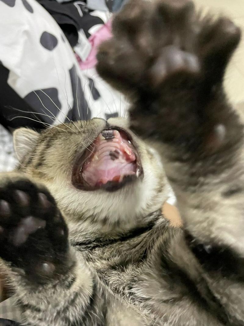 猫咪上牙堂为什么有一块黑的