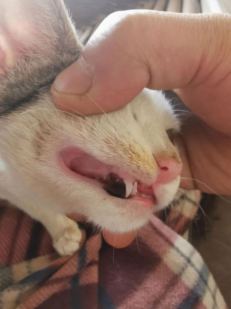 我家小猫上颚出现黑色斑块,是得病了么?