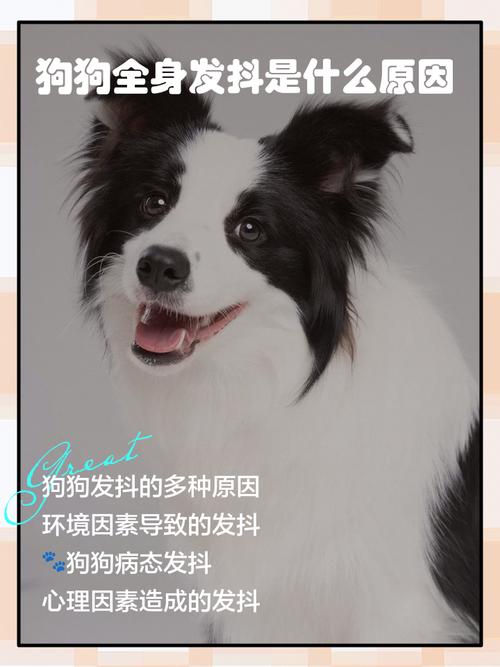 狗狗全身发抖是怎么回事，狗狗全身发抖是怎么回事吃什么药