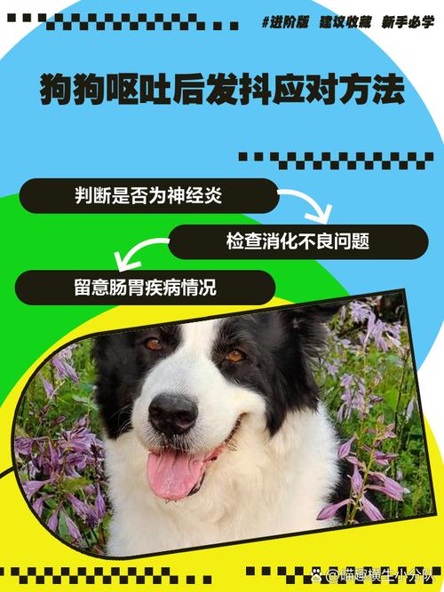 小狗没有精神不吃饭,全身发抖还流很黏的口水这是怎么了?