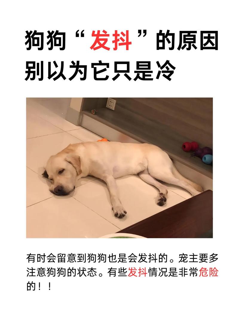 狗狗没精神不吃不喝身上发抖