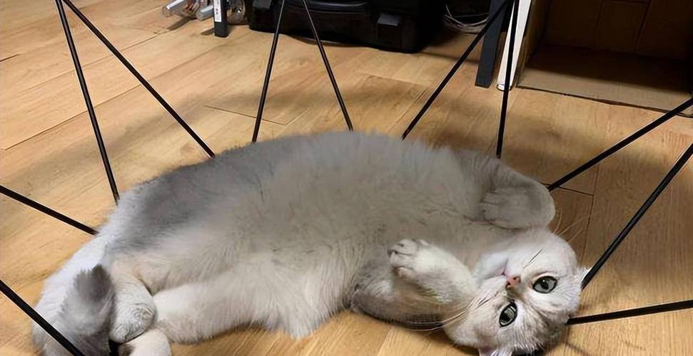 猫咪肚皮朝上睡觉？猫咪肚皮朝上睡觉是什么意思？