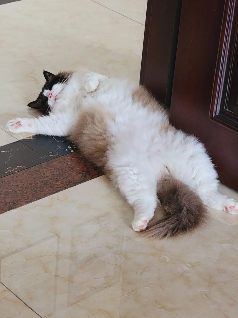 猫咪躺着睡觉肚皮朝上