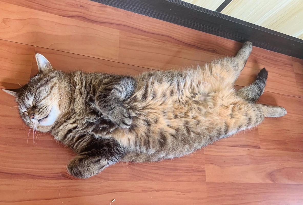 猫咪为什么把肚皮朝上