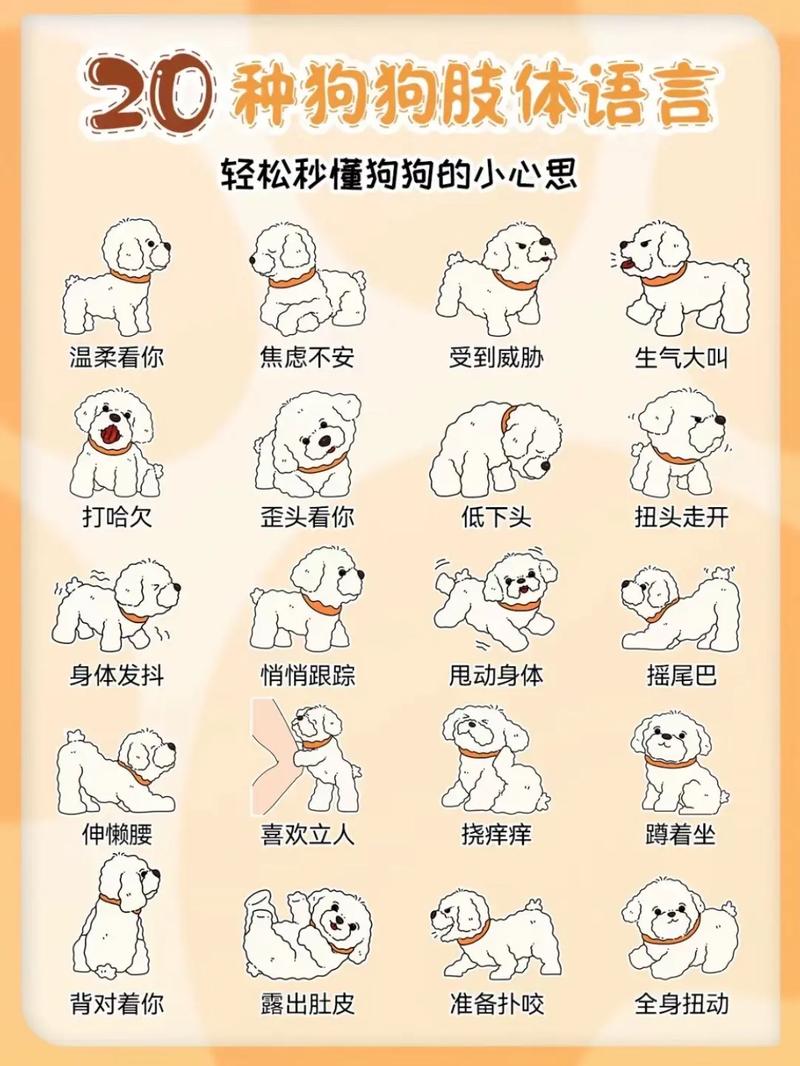 巴比熊犬怕冷吗，比熊犬怕冷吗?比熊犬冬季保暖措施？