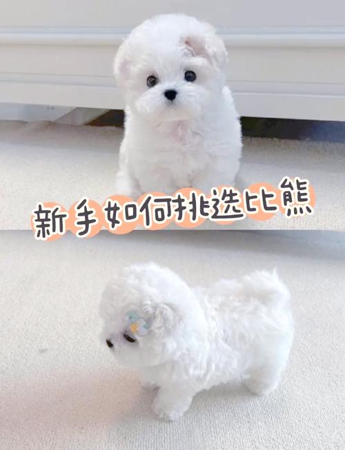 冬天比熊犬能不能放在阳台外面啊?