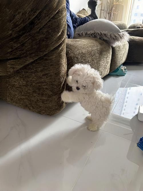 比熊犬怕冷吗