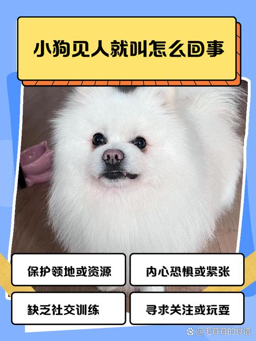 狗狗见人就叫怎么办