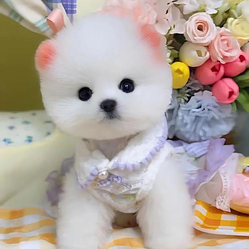 100元一只的茶杯犬哪里有卖?