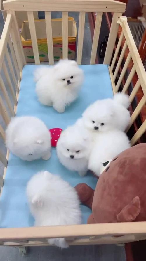 淘宝上卖的博美茶杯犬100-200块一只而且还包邮是否
真的?