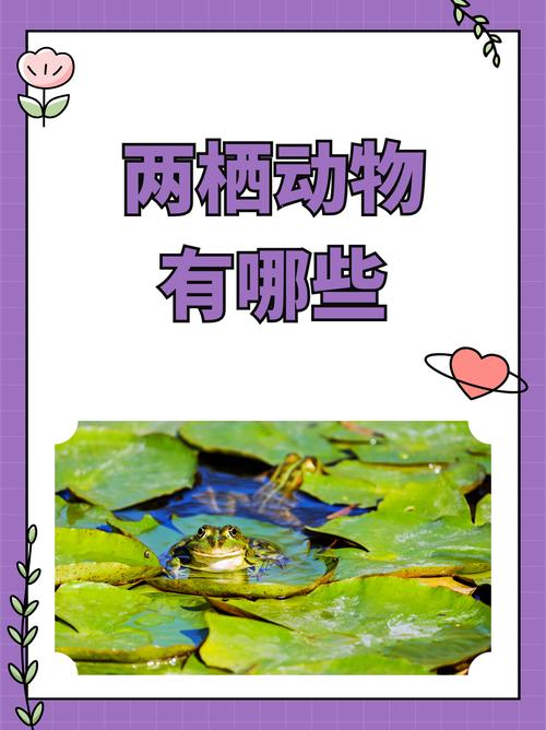 两栖动物都有什么种类呢?