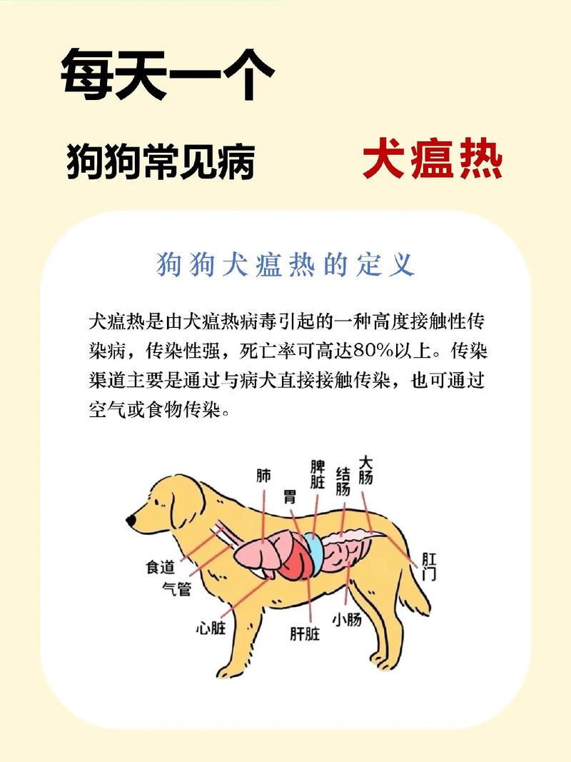 狗狗犬瘟热会不会传染给人?