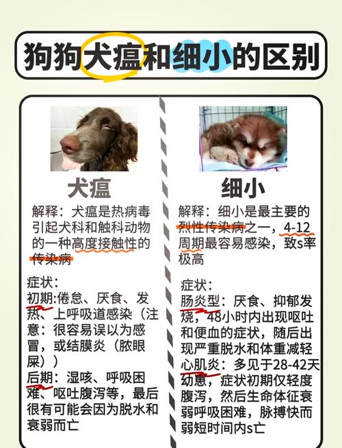 狗瘟症状会传染人吗