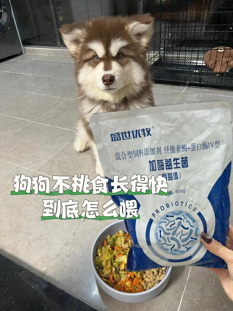 狗吃什么会猛长