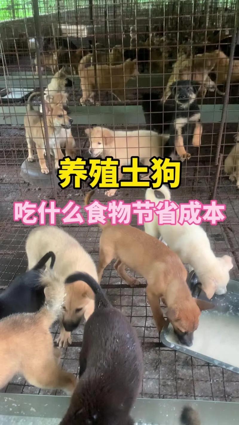狗怎么吃长得快?