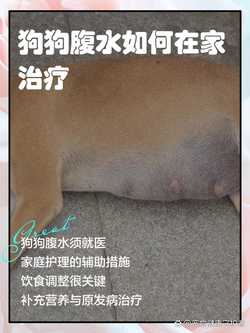 狗狗肚子里有腹水怎么办