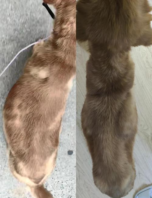 狗狗肝腹水治疗最快比较好
的方法