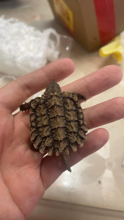 刚出生的鳄龟龟苗怎么养?
