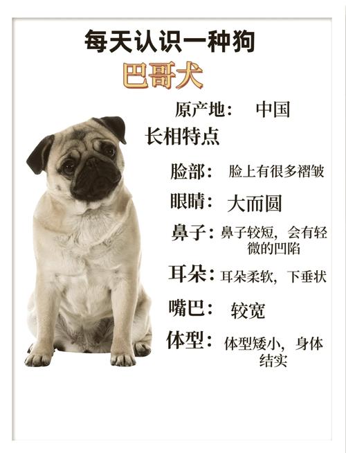 巴哥蝴蝶犬串串，巴哥犬串图片大全集