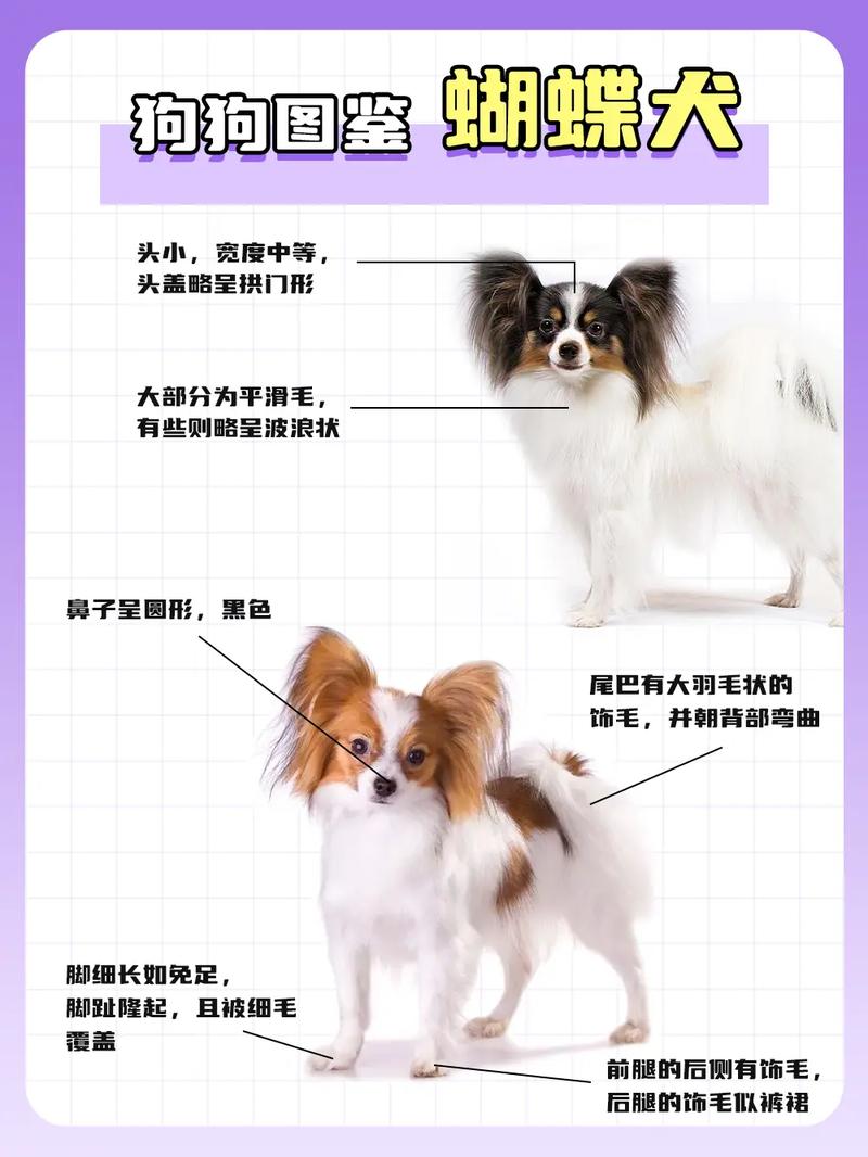 怎么分辨蝴蝶犬幼犬和哈巴狗。?