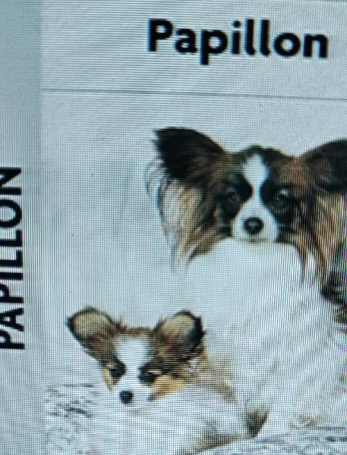 蝴蝶犬和巴哥犬哪个好养