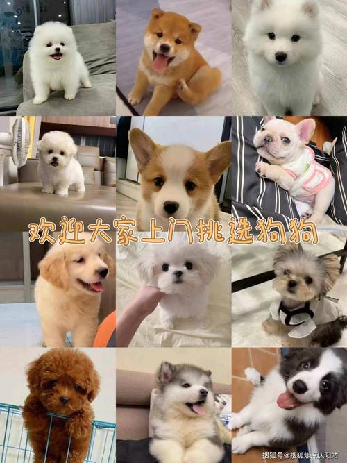 串串狗多少钱拉布拉多和柯基犬的杂交要多少钱