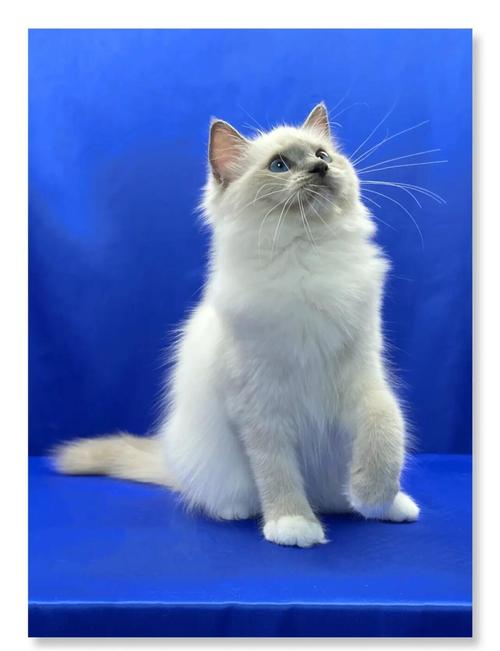 灰色毛蓝眼睛的猫是什么品种，灰色的蓝眼睛的猫