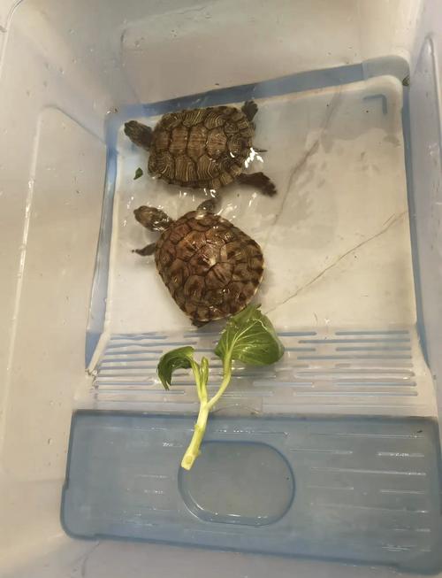 巴西金龟吃什么东西