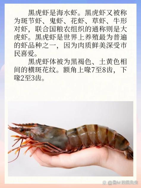 哪里产黑虎虾