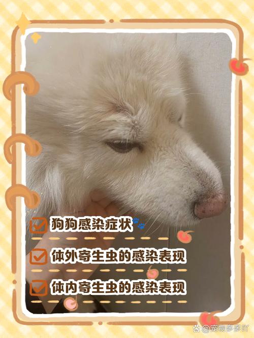 狗狗感染寄生虫的症状