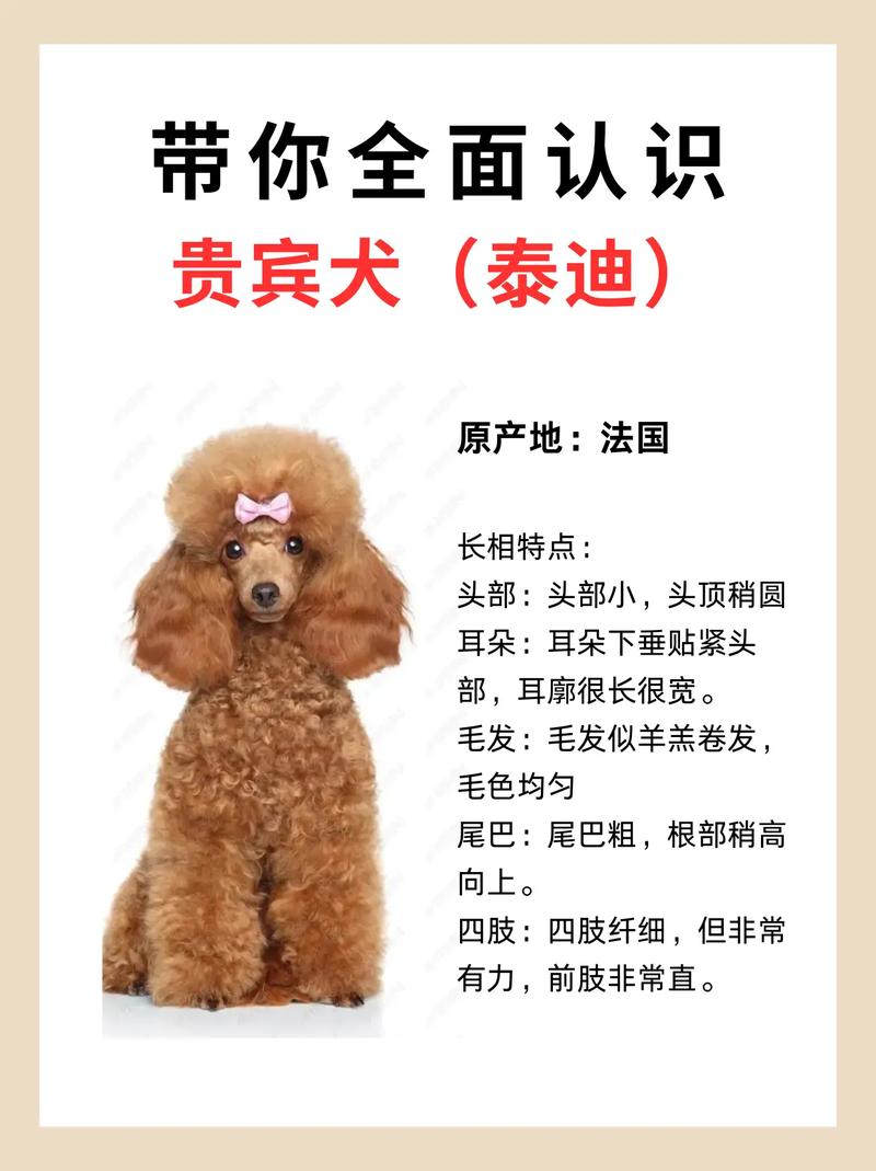 100种最可爱的小狗？最可爱的小狗长啥样？