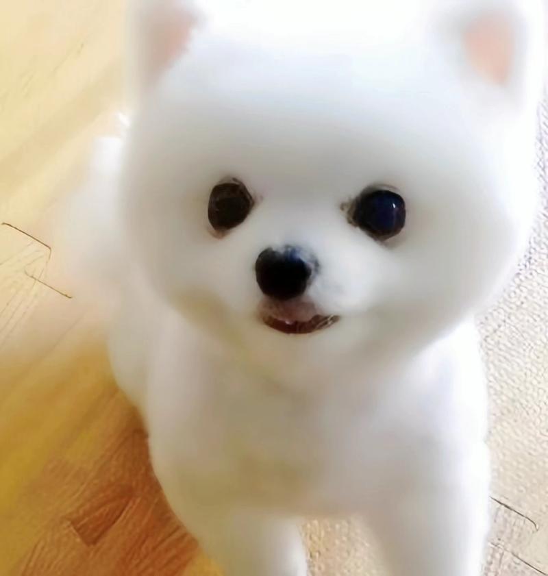 小巧可爱比较便宜的狗狗