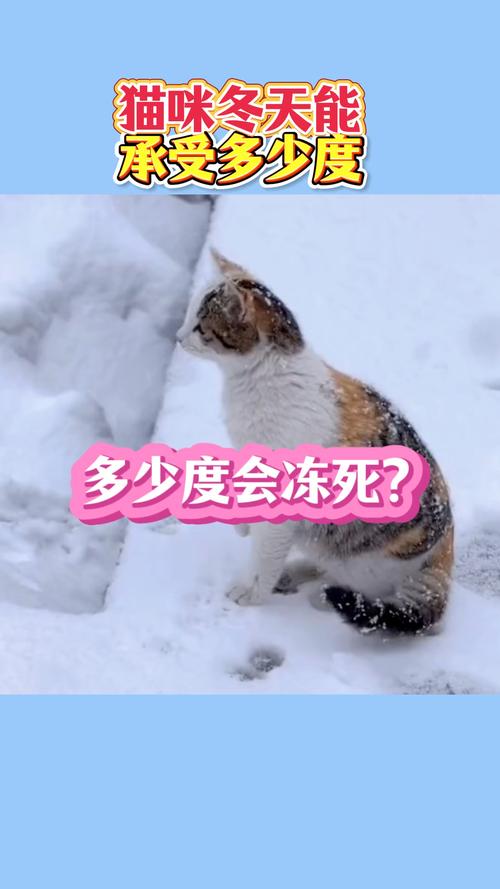 猫咪冬天会冷吗？猫咪冬天会冷嘛？