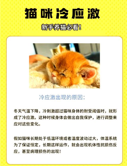 猫冬天趴在地上不会冷吗