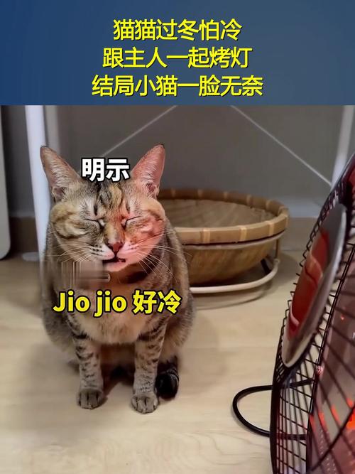 猫冬天怕不怕冷