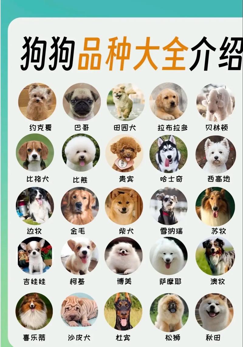 100种狗及名字？狗名都有哪些？