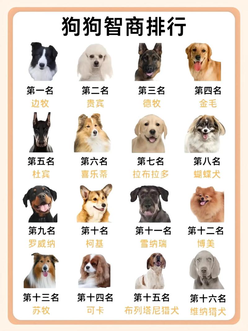 有人知道100种狗的称谓吗