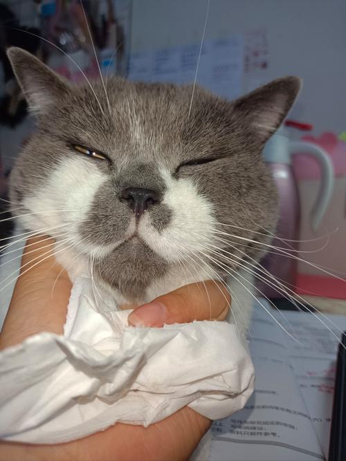 猫感冒一般几天自愈