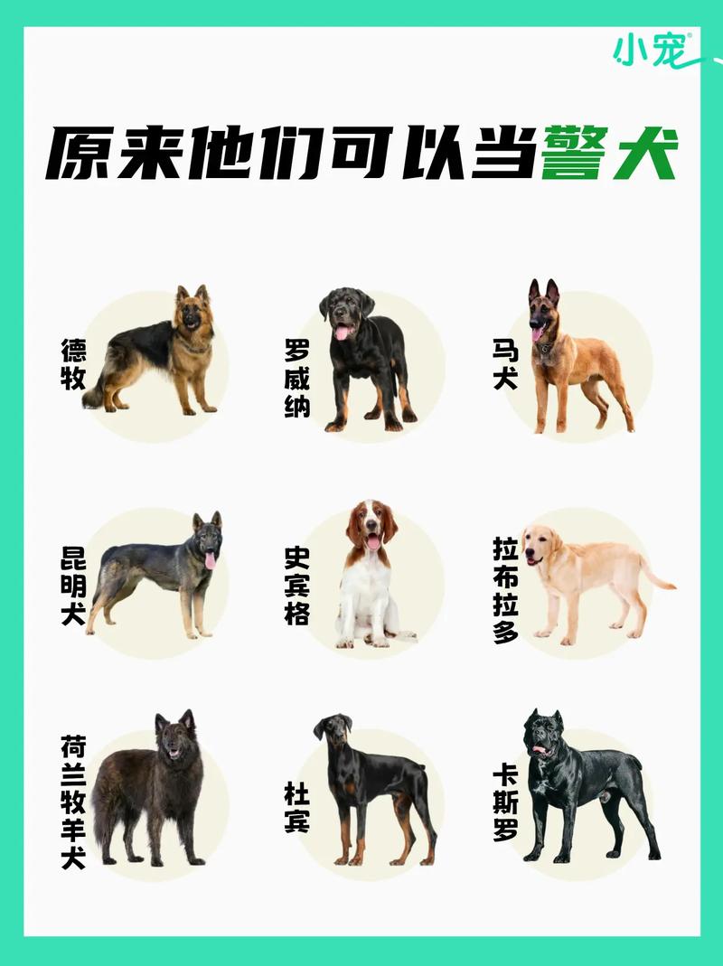 巴顿犬费用
，巴顿现在是警犬吗？
